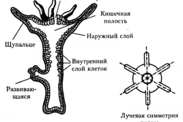 Восстановить аккаунт на кракене